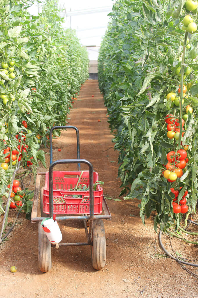 Carretilla Mar de Plastico