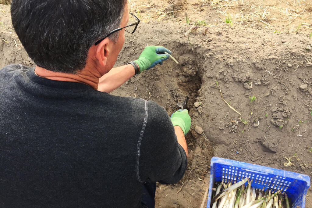 Esparrago de Gava gubia