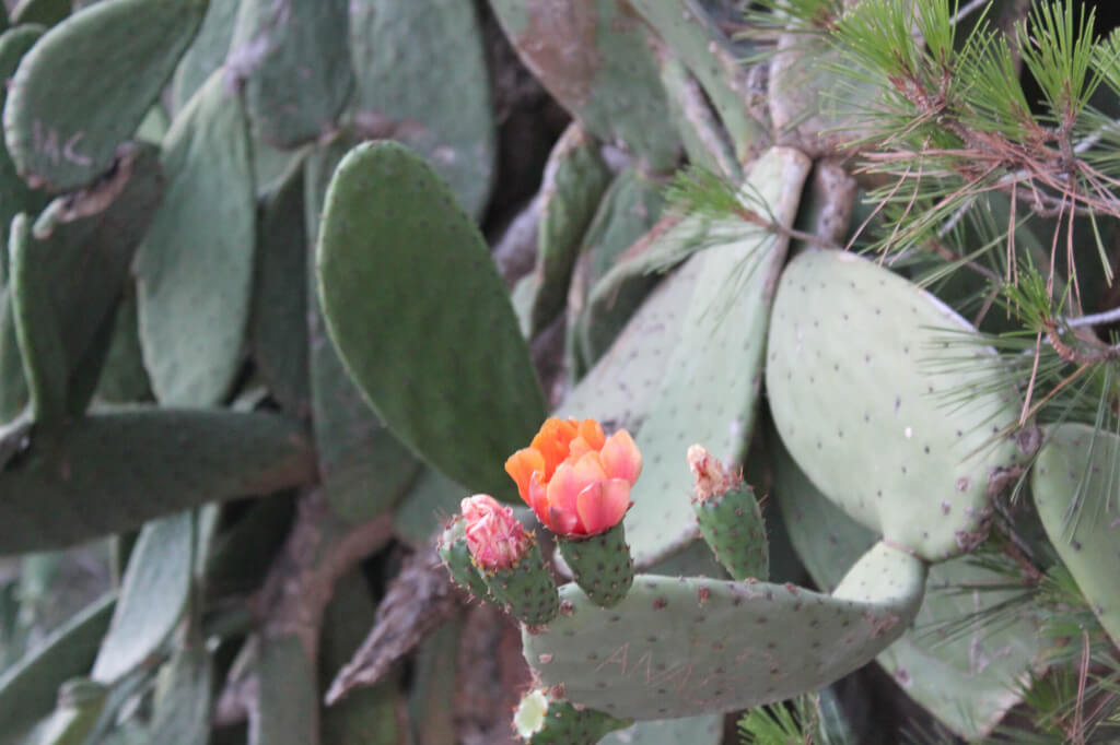 Faro Sant Sebastia Chumbera
