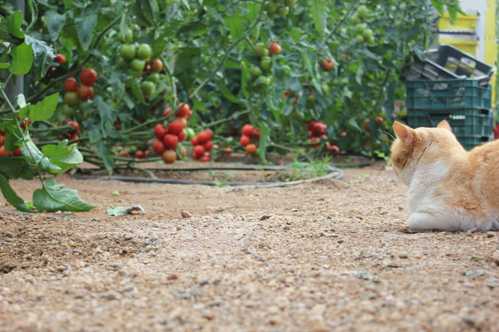 Gato Mar de Plastico