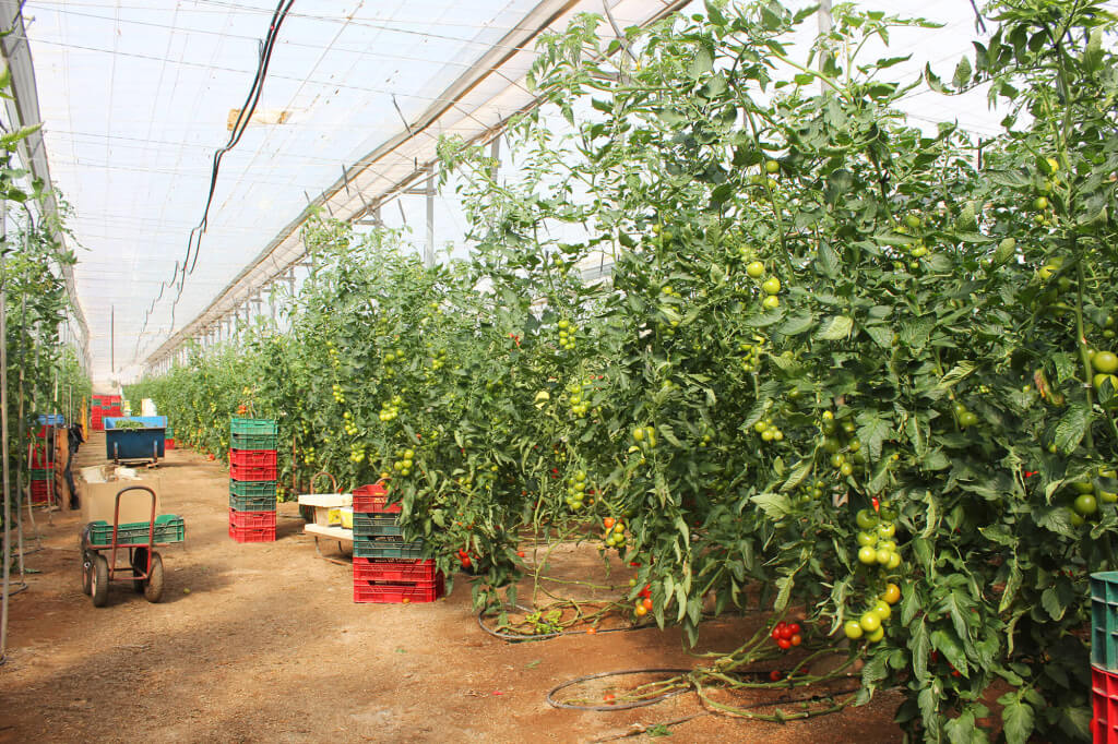 Invernadero Mar de Plastico