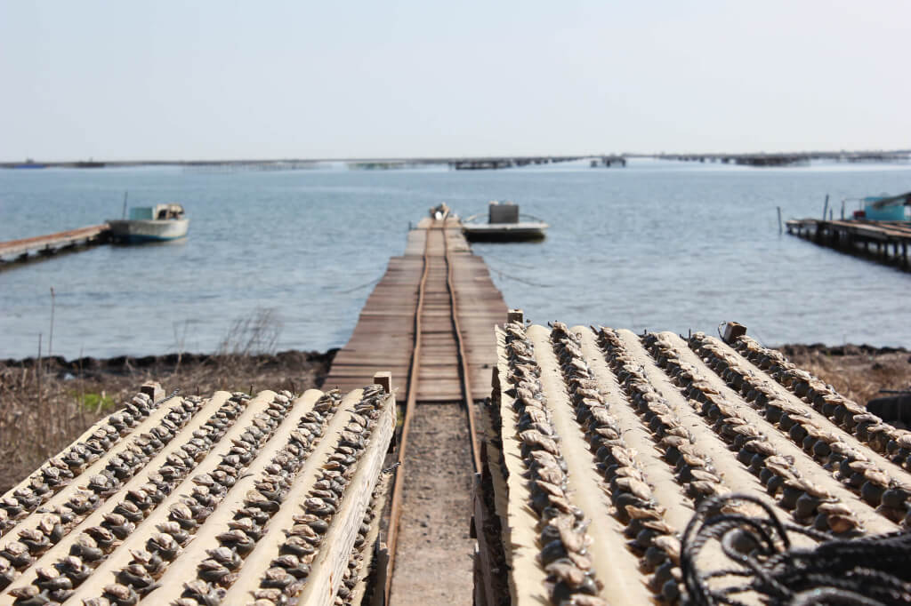 Marseillan ostras