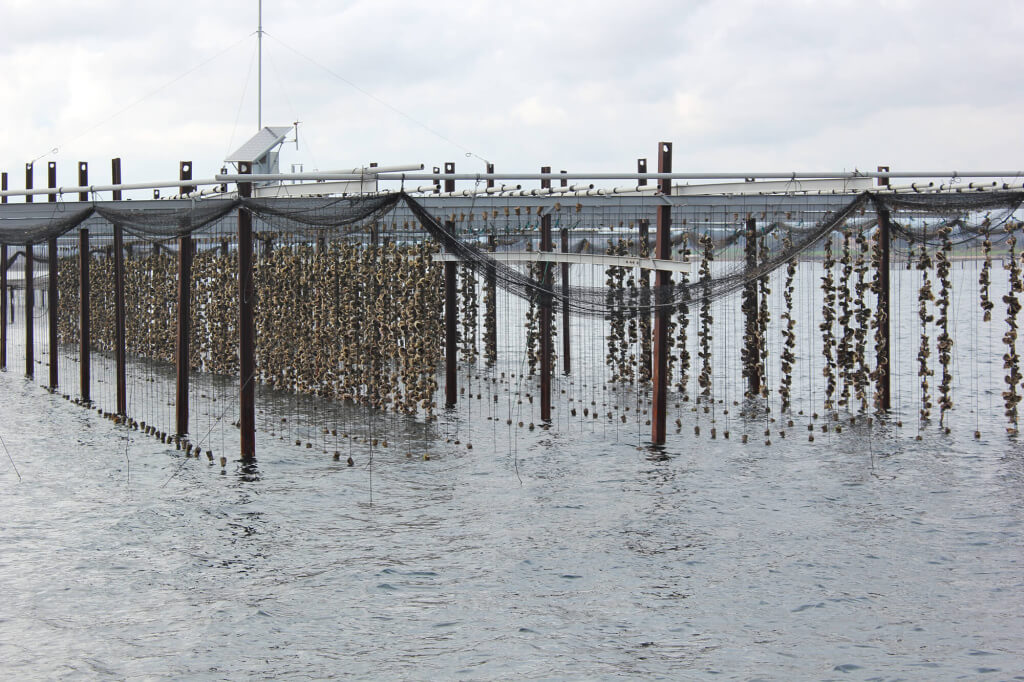 Marseillan tablas ostras