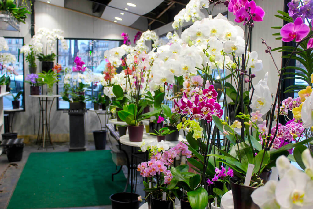 Mercado de las Flores FLORES