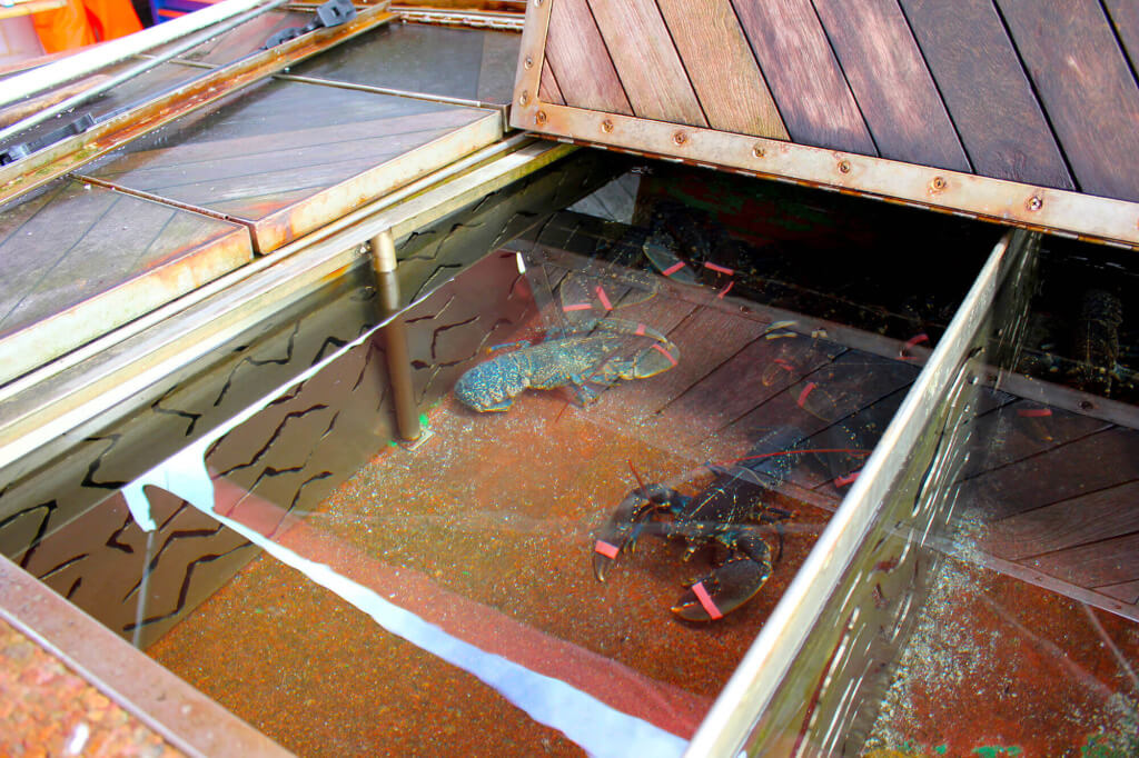 Mercado pescado peceras