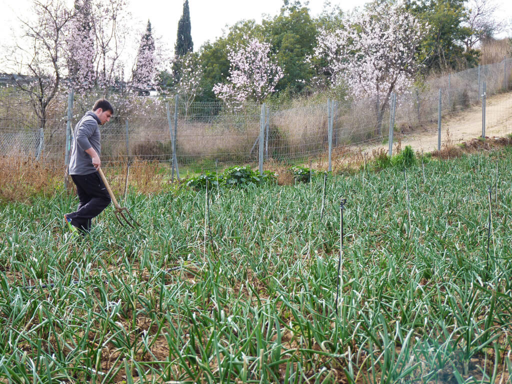 Recolecta de calços