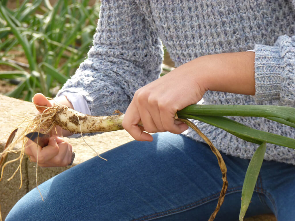 Preparación de calçots