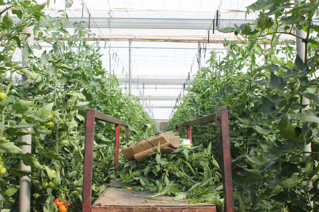 Portada Mar de Plastico